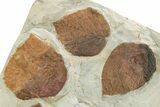 Wide Plate with Six Fossil Leaves (Four Species) - Montana #262375-4